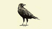 Radio Rabenwind Radio Rabenwind logo