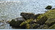 Radio Freunde Des Nordens Radio Freunde Des Nordens logo