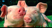 Schlagerschweinchen