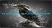 Nature Radio Sleep Nature Radio Sleep