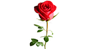 True Love Radio Sneh