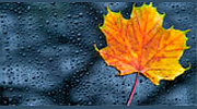 Nature Radio Rain