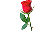 Rondallas y Romance
